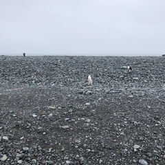 Pygoscelis antarcticus