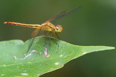 Neurothemis intermedia