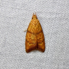 Pycnozancla acribes