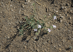 Dontostemon perennis