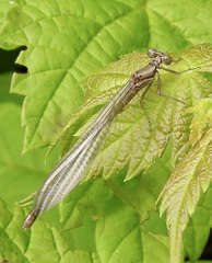 Chromagrion conditum