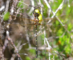 Synthemis eustalacta