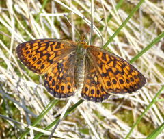 Boloria eunomia