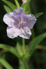 Ruellia humilis