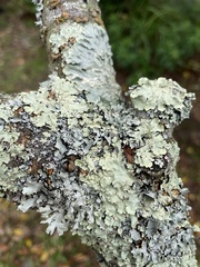 Flavoparmelia caperata