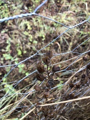 Camassia leichtlinii