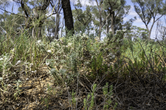 Dissocarpus paradoxus