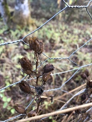Camassia leichtlinii