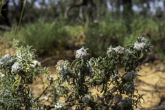 Dissocarpus paradoxus