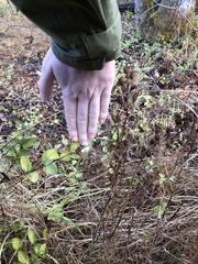Camassia leichtlinii