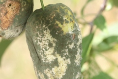 Botrytis