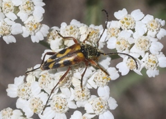 Typocerus octonotatus