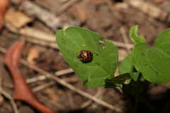 Henosepilachna vigintisexpunctata