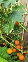 Solanum capsicoides