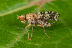 Trypetoptera punctulata