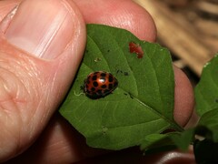 Henosepilachna vigintisexpunctata