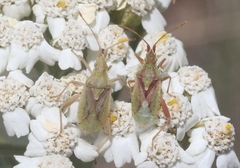 Harmostes reflexulus