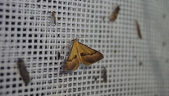 Anachloris subochraria