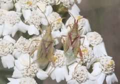 Harmostes reflexulus