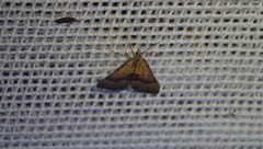 Anachloris subochraria