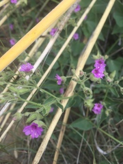 Mirabilis hirsuta