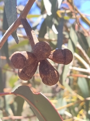 Eucalyptus gomphocephala