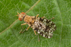 Trypetoptera punctulata