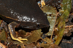 Hypopachus pictiventris