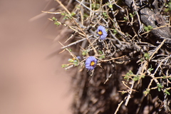 Lycianthes
