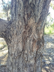 Eucalyptus gomphocephala