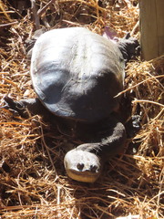 Chelodina oblonga