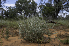 Dissocarpus paradoxus