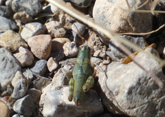 Campylacantha olivacea