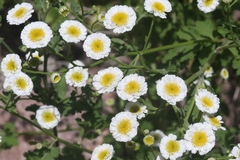 Tanacetum parthenium