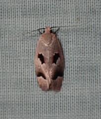 Acanthodela erythrosema