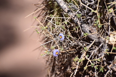 Lycianthes