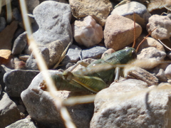 Campylacantha olivacea