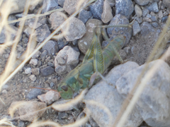 Campylacantha olivacea