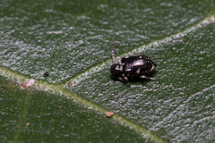 Ptininae