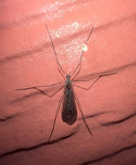 Chioneinae