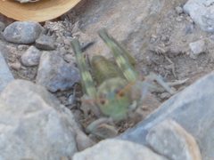 Campylacantha olivacea