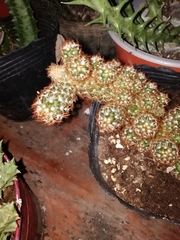 Mammillaria prolifera