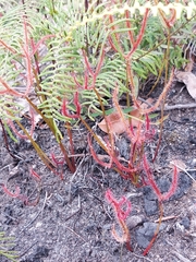 Drosera binata