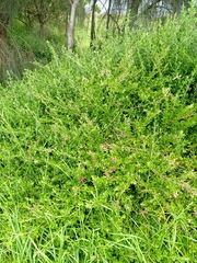 Rhagodia candolleana