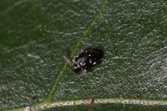 Ptininae