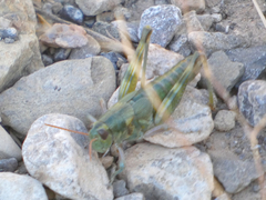 Campylacantha olivacea