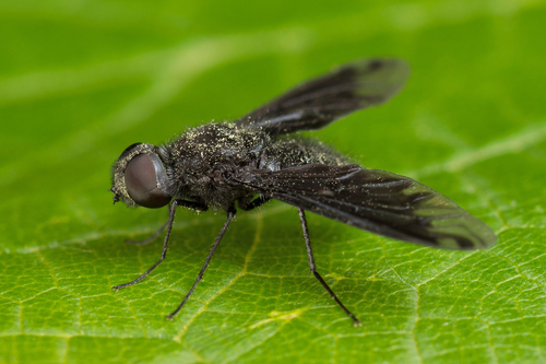 Anthracite Bee-Fly, photo 4 of 10
