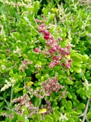 Rhagodia candolleana