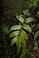 Blechnum procerum