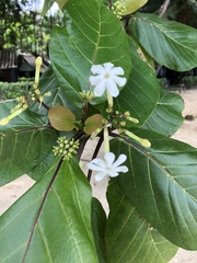 Jasminum